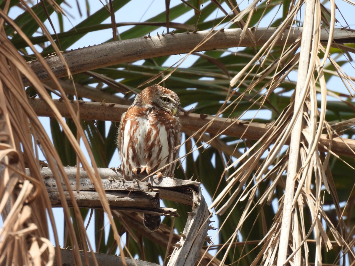 Pearl-spotted Owlet - ML619899080