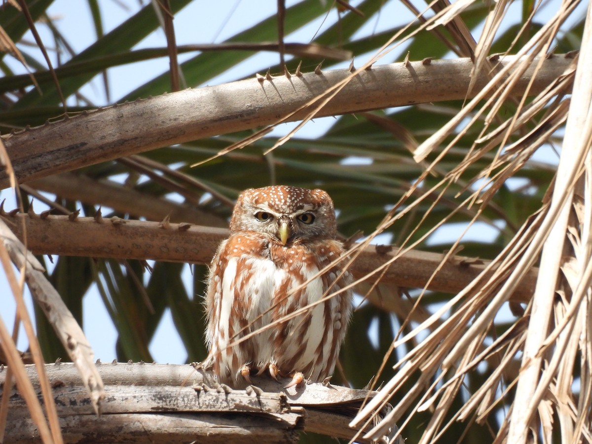 Pearl-spotted Owlet - ML619899081