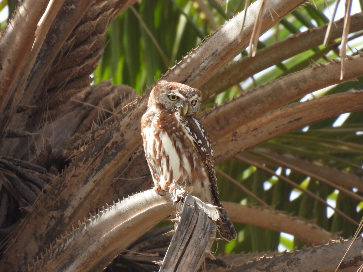 Pearl-spotted Owlet - ML619899083