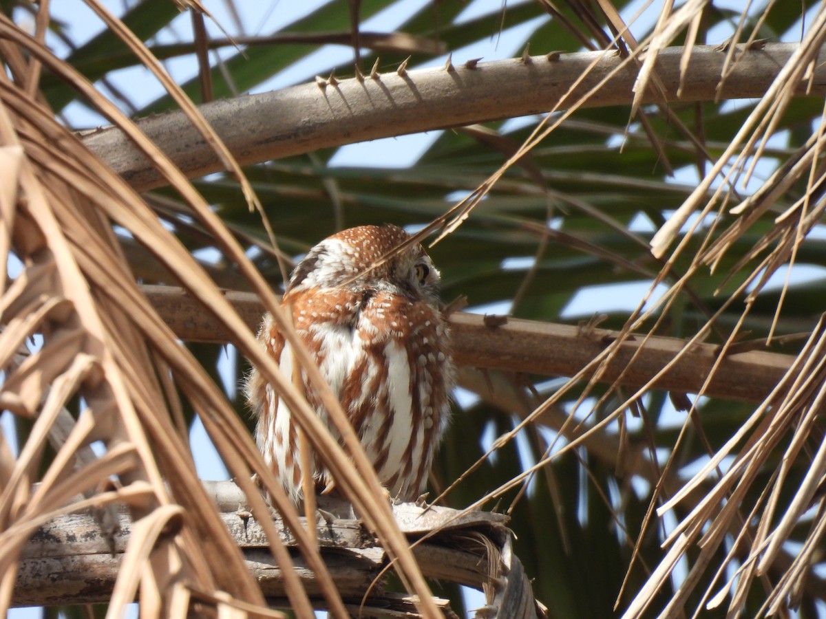 Pearl-spotted Owlet - ML619899084