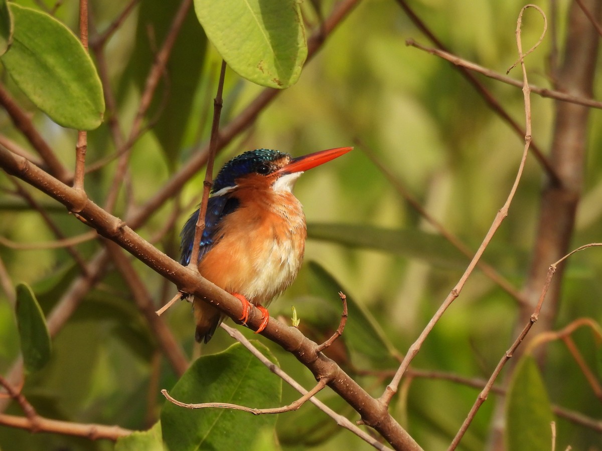 Malachite Kingfisher - ML619899089