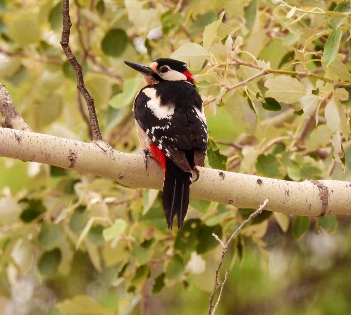 Great Spotted Woodpecker - ML619899094