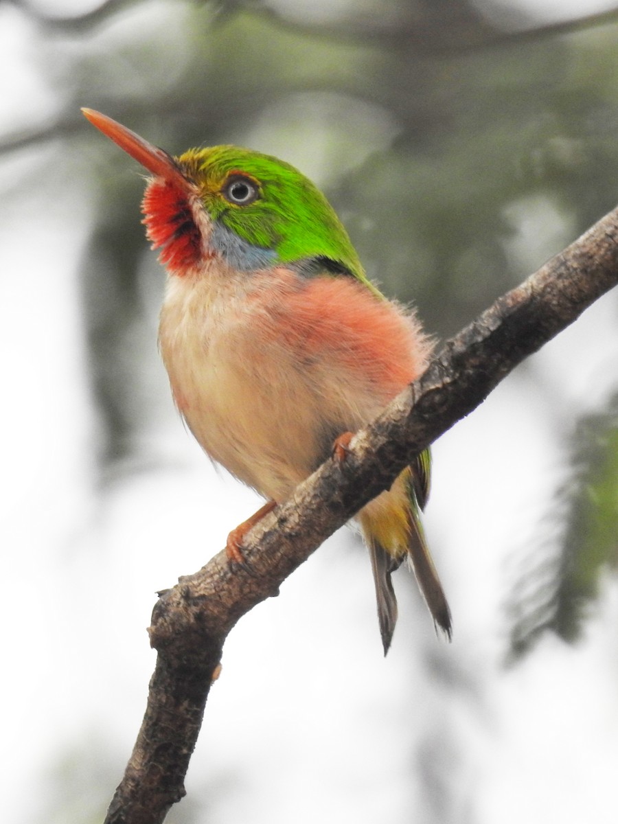 Cuban Tody - Celia Garcés Batista