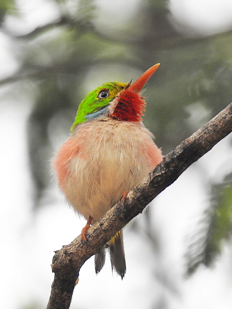 Cuban Tody - ML619899115