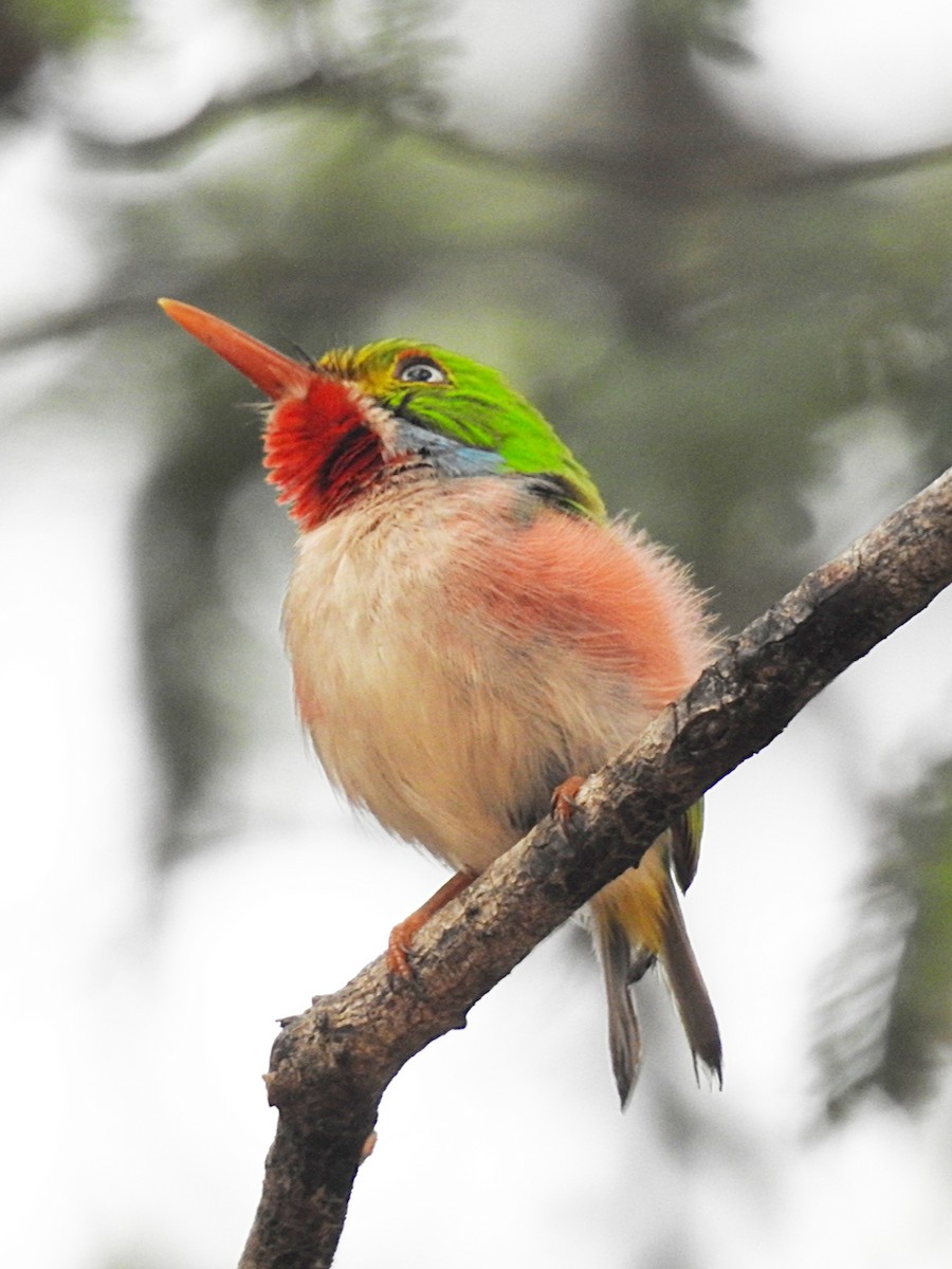 Cuban Tody - ML619899116