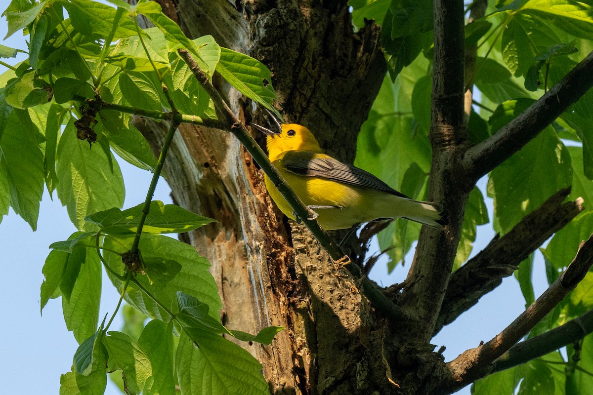 Prothonotary Warbler - ML619899126