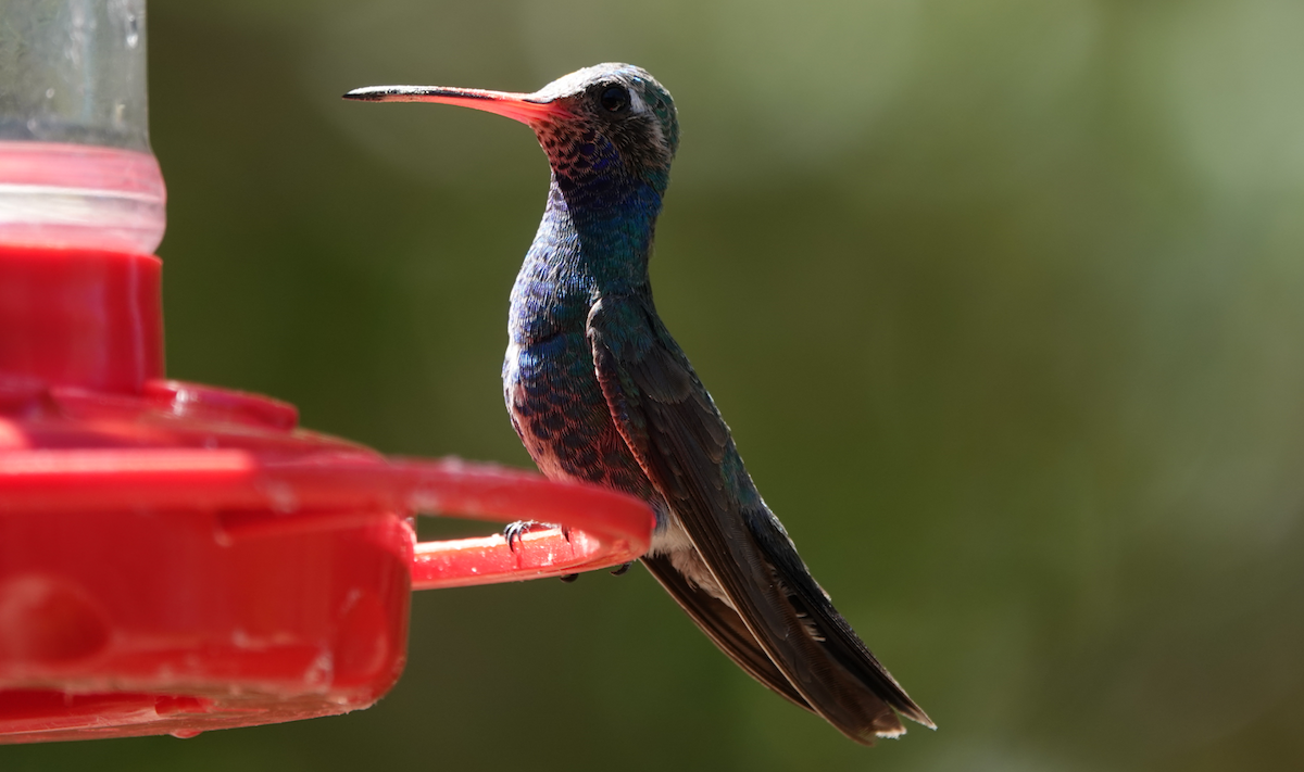 Broad-billed Hummingbird - ML619899130