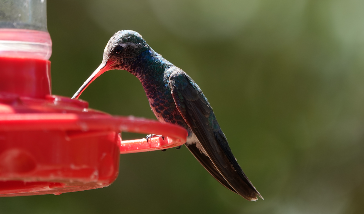 Broad-billed Hummingbird - ML619899131