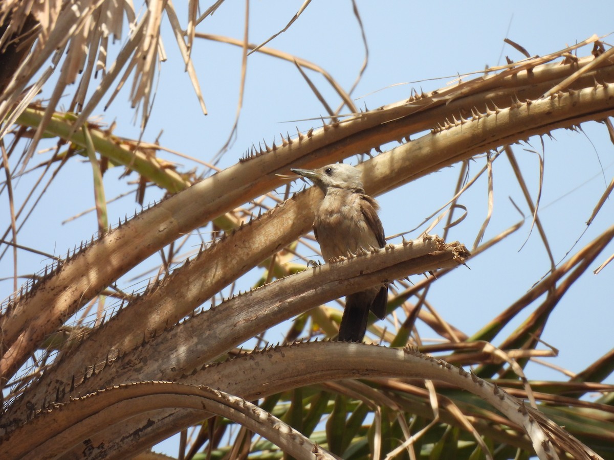 African Gray Woodpecker - ML619899134