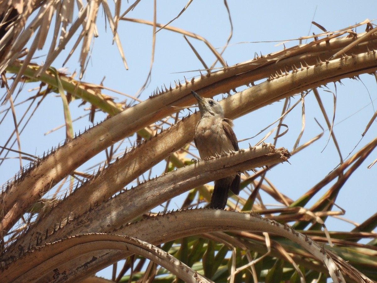 African Gray Woodpecker - ML619899136