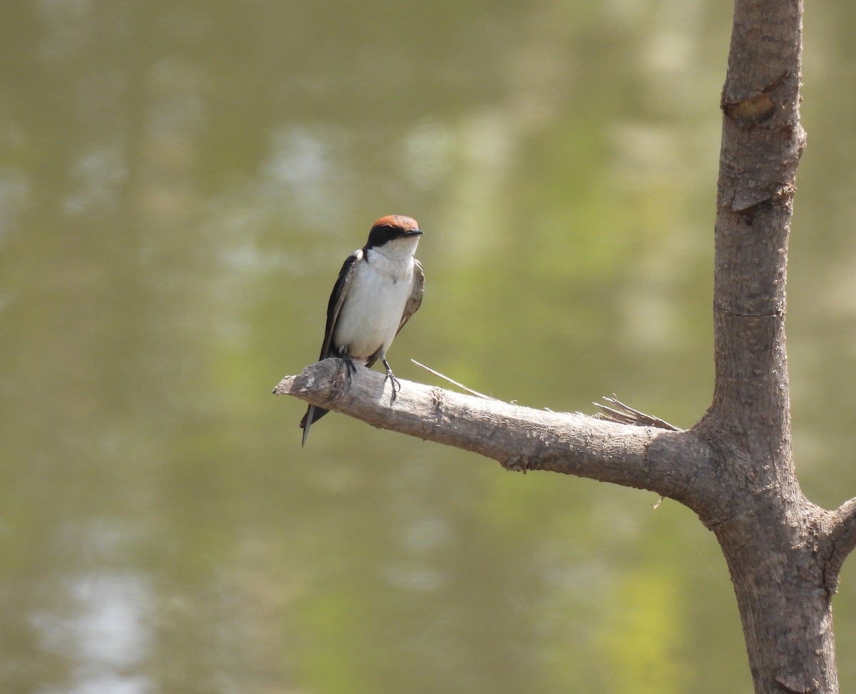 Wire-tailed Swallow - ML619899150