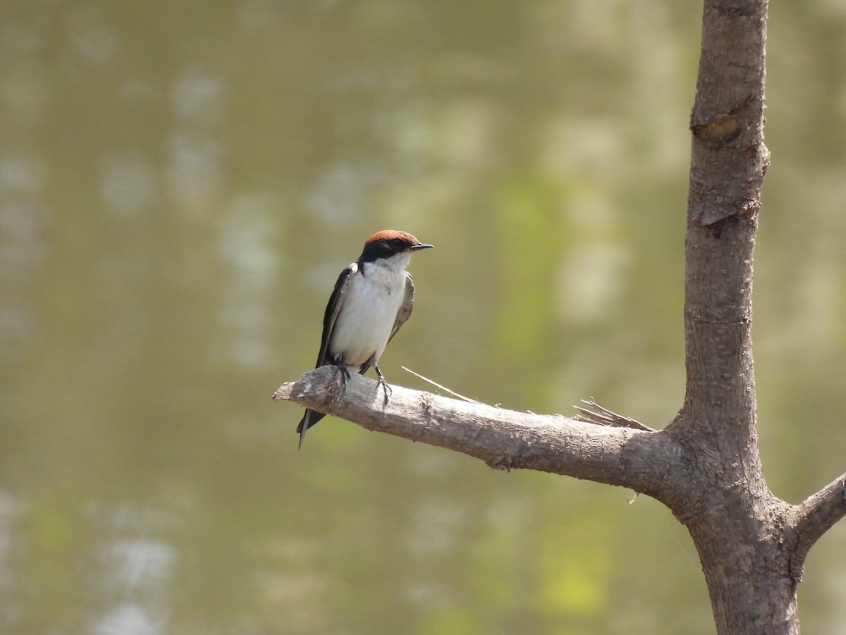 Wire-tailed Swallow - ML619899151