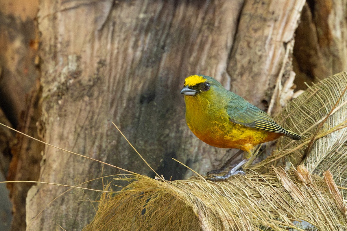 Olive-backed Euphonia - R Brodell