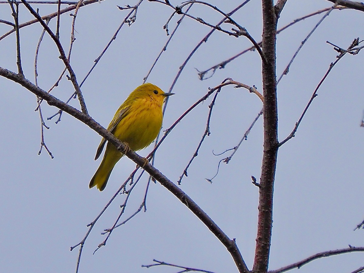 Yellow Warbler - ML619899155