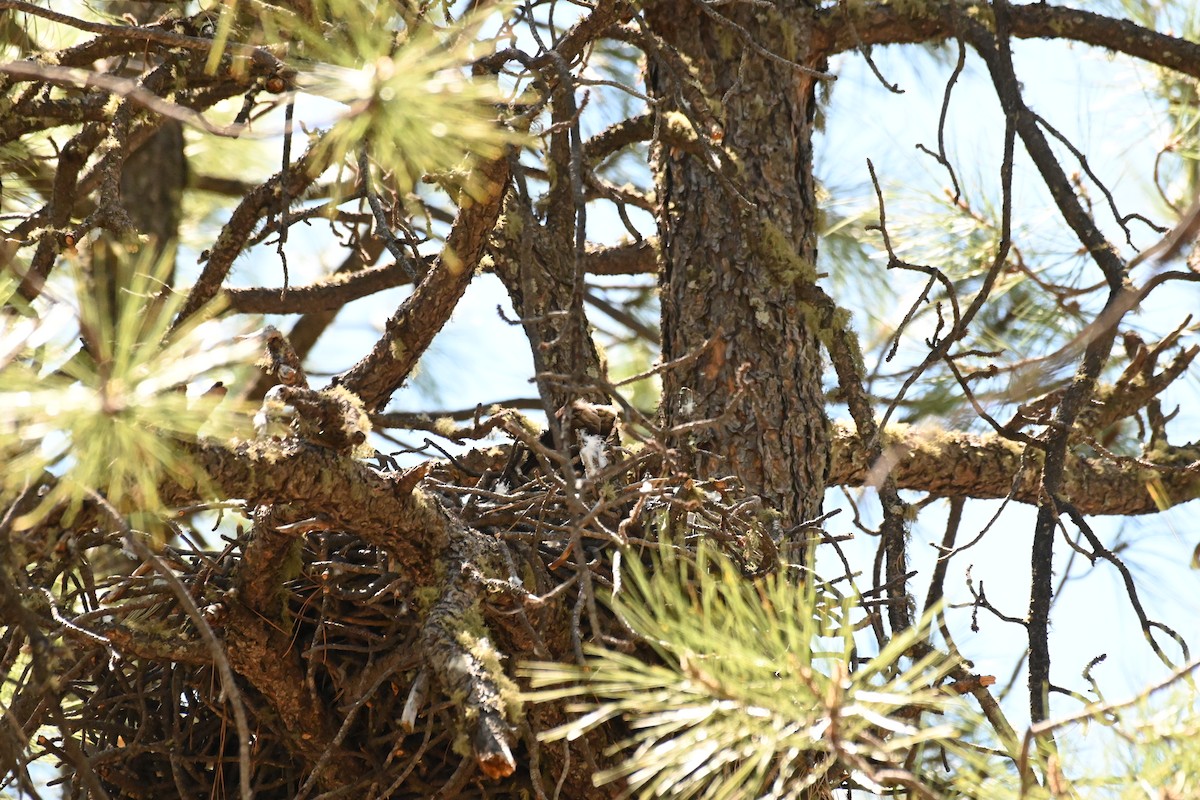 American Goshawk - ML619899163