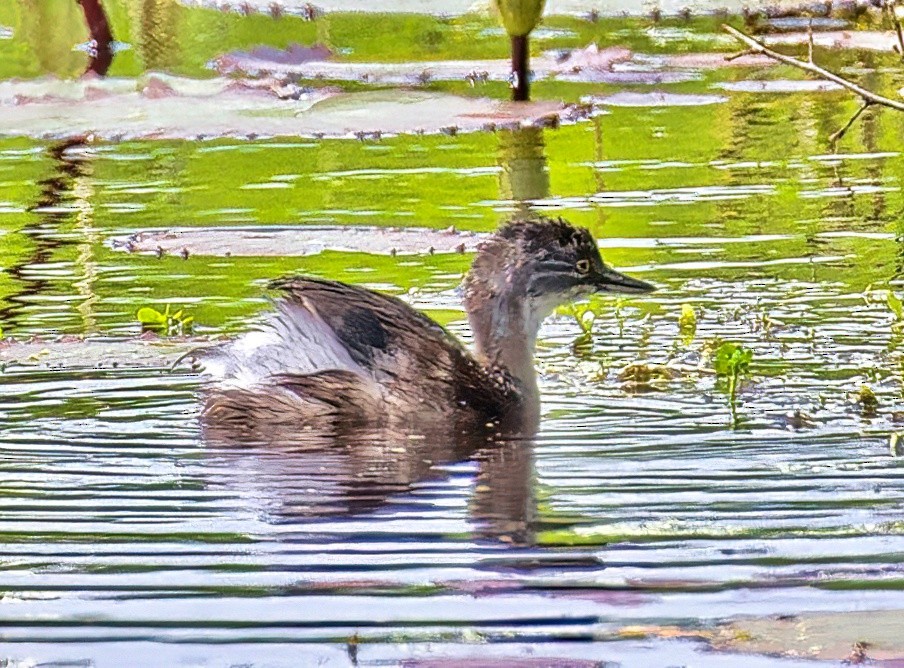 Least Grebe - ML619899183