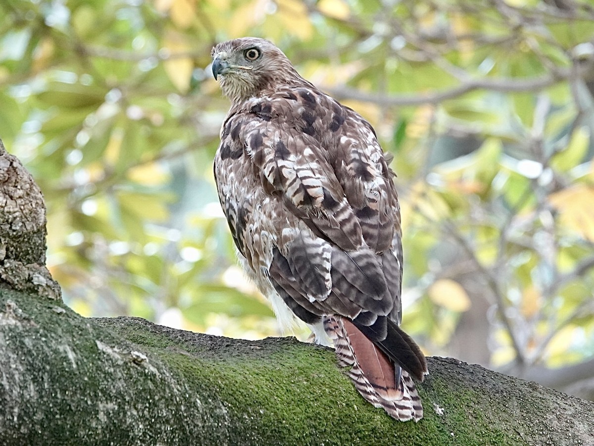 Red-tailed Hawk - ML619899197