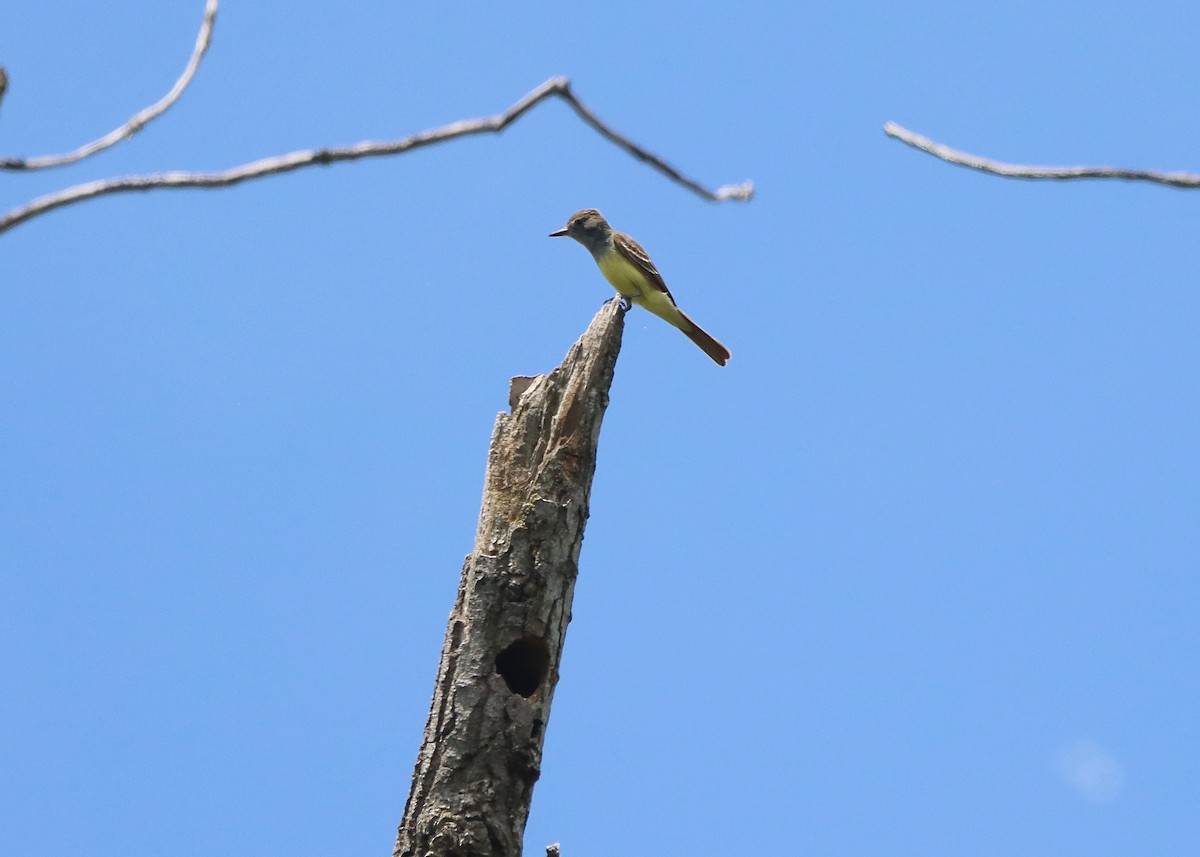 Great Crested Flycatcher - ML619899198