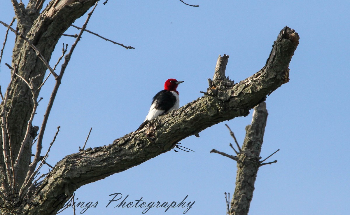 Red-headed Woodpecker - ML619899201