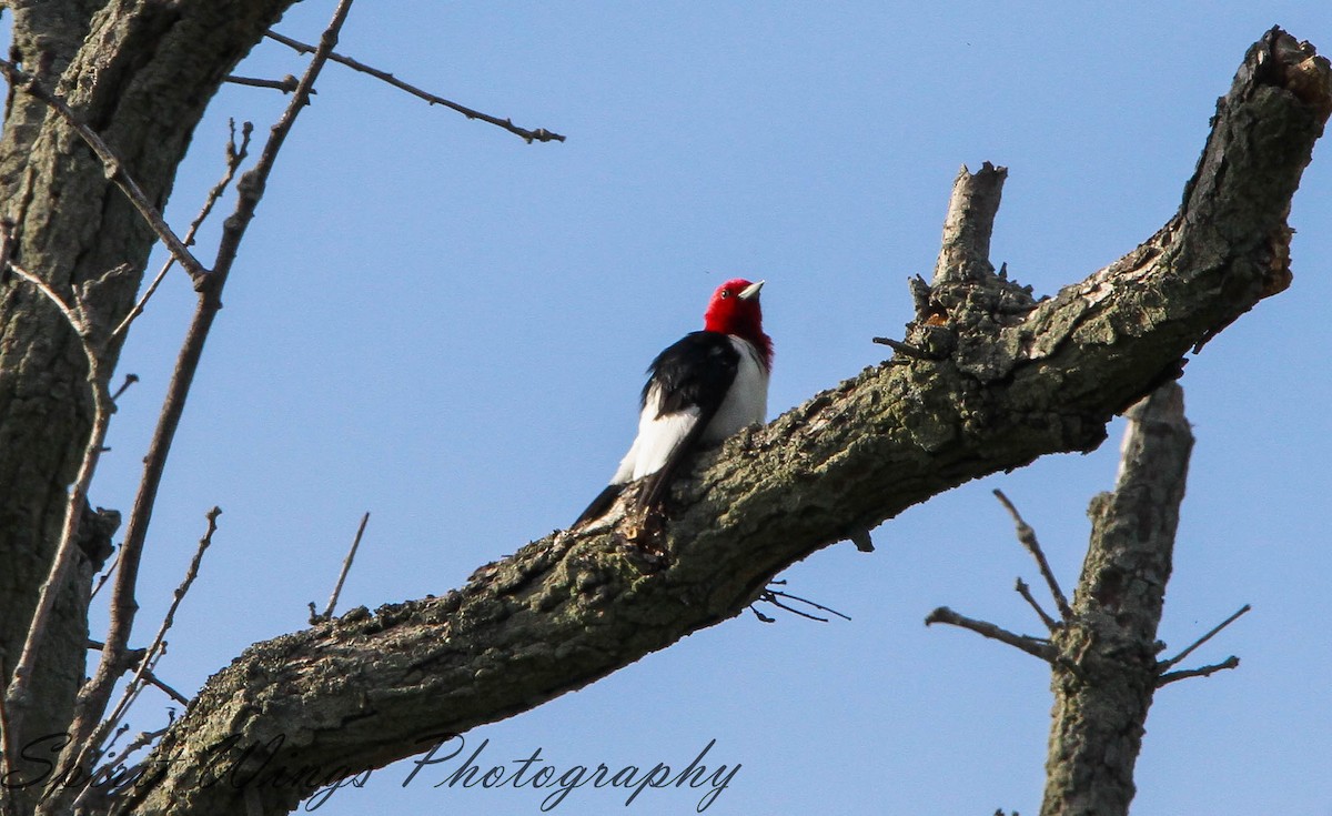 Red-headed Woodpecker - ML619899202