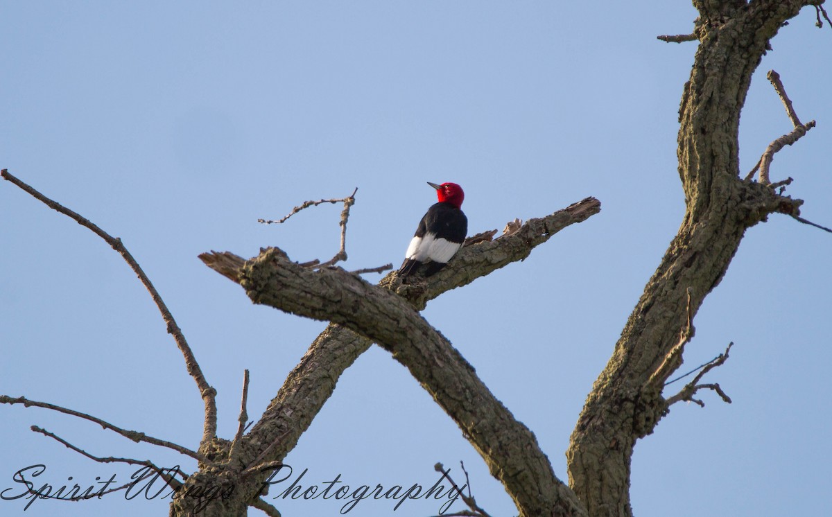 Red-headed Woodpecker - ML619899203