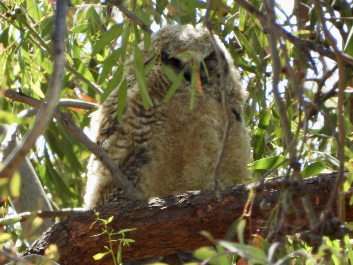 Virginiauhu - ML619899204