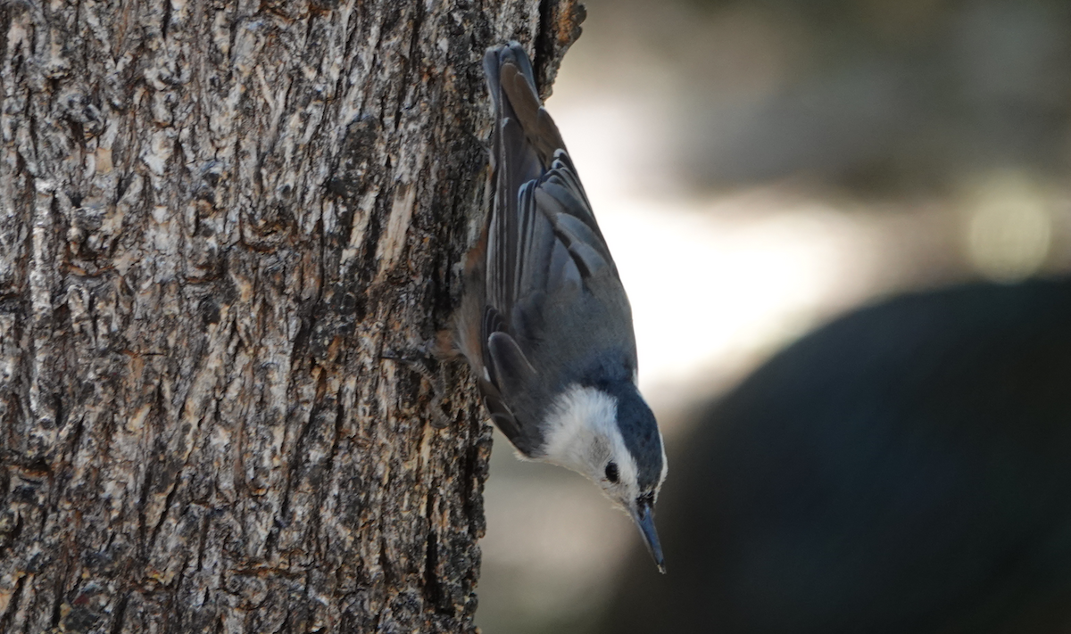 White-breasted Nuthatch - ML619899208