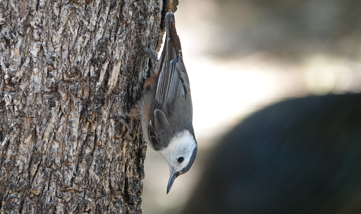 White-breasted Nuthatch - ML619899209