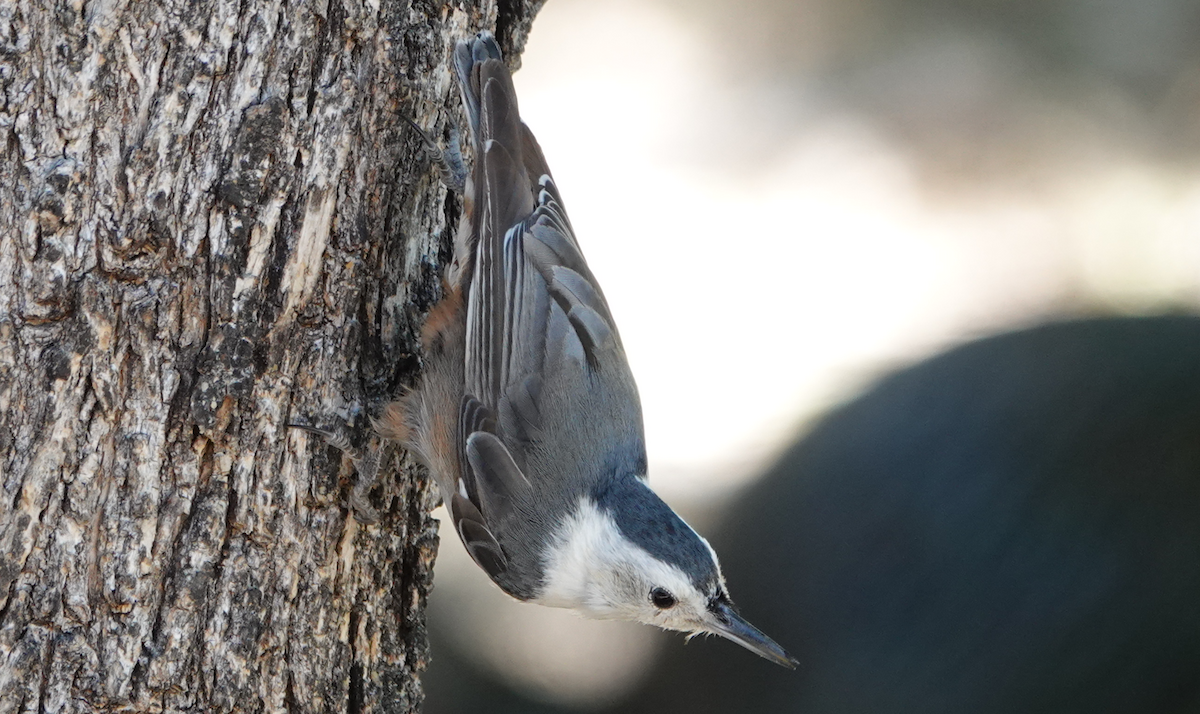 White-breasted Nuthatch - ML619899210