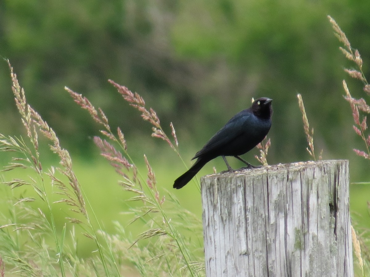 Brewer's Blackbird - ML619899212