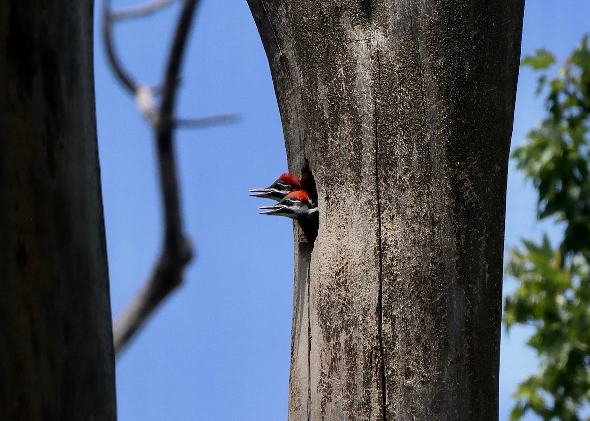 Pileated Woodpecker - ML619899230