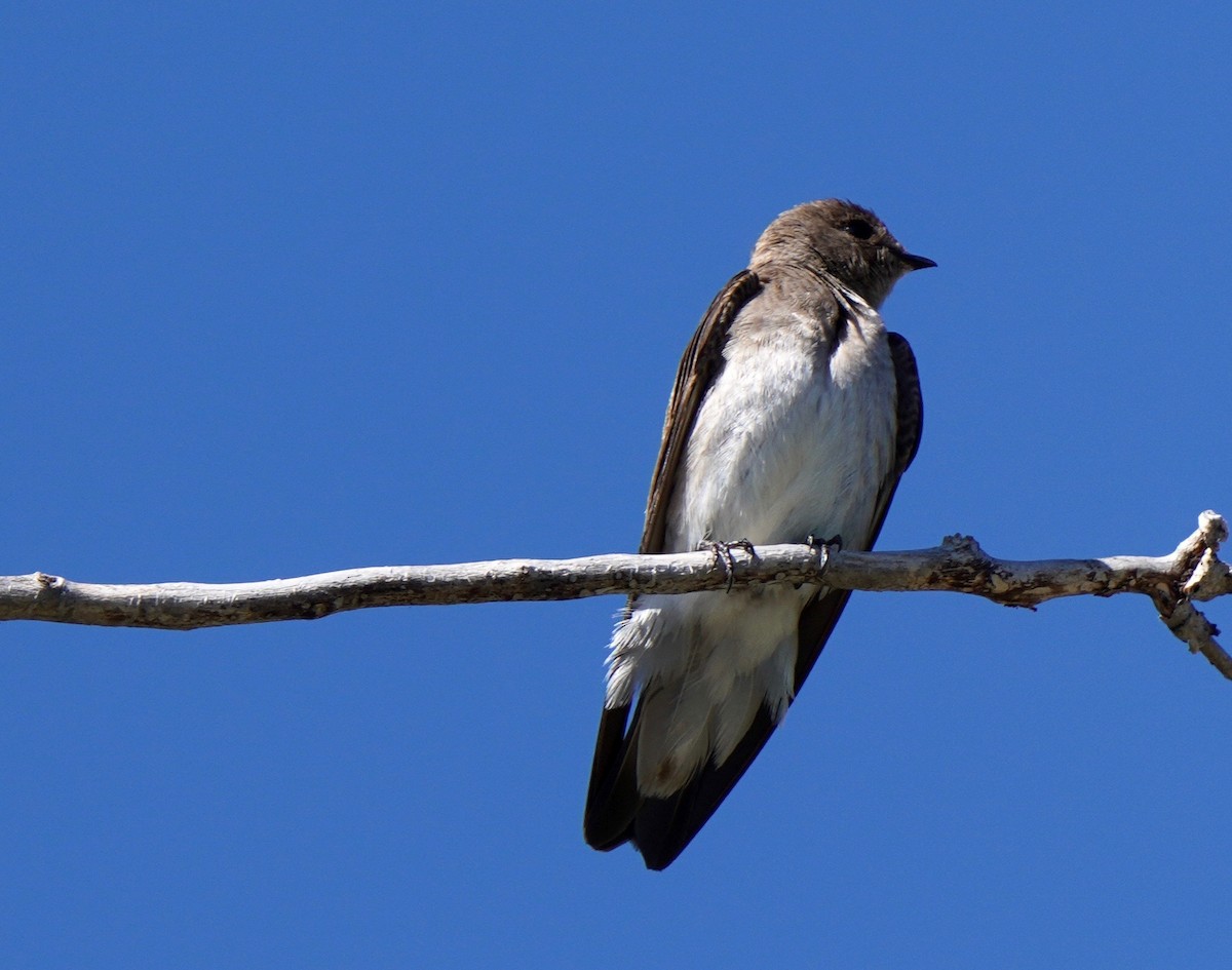 Hirondelle à ailes hérissées - ML619899234