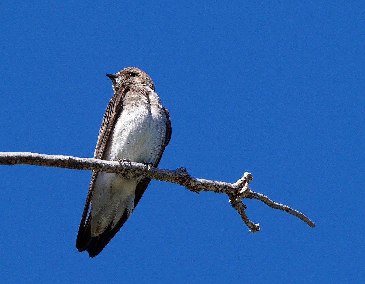 Northern Rough-winged Swallow - ML619899245