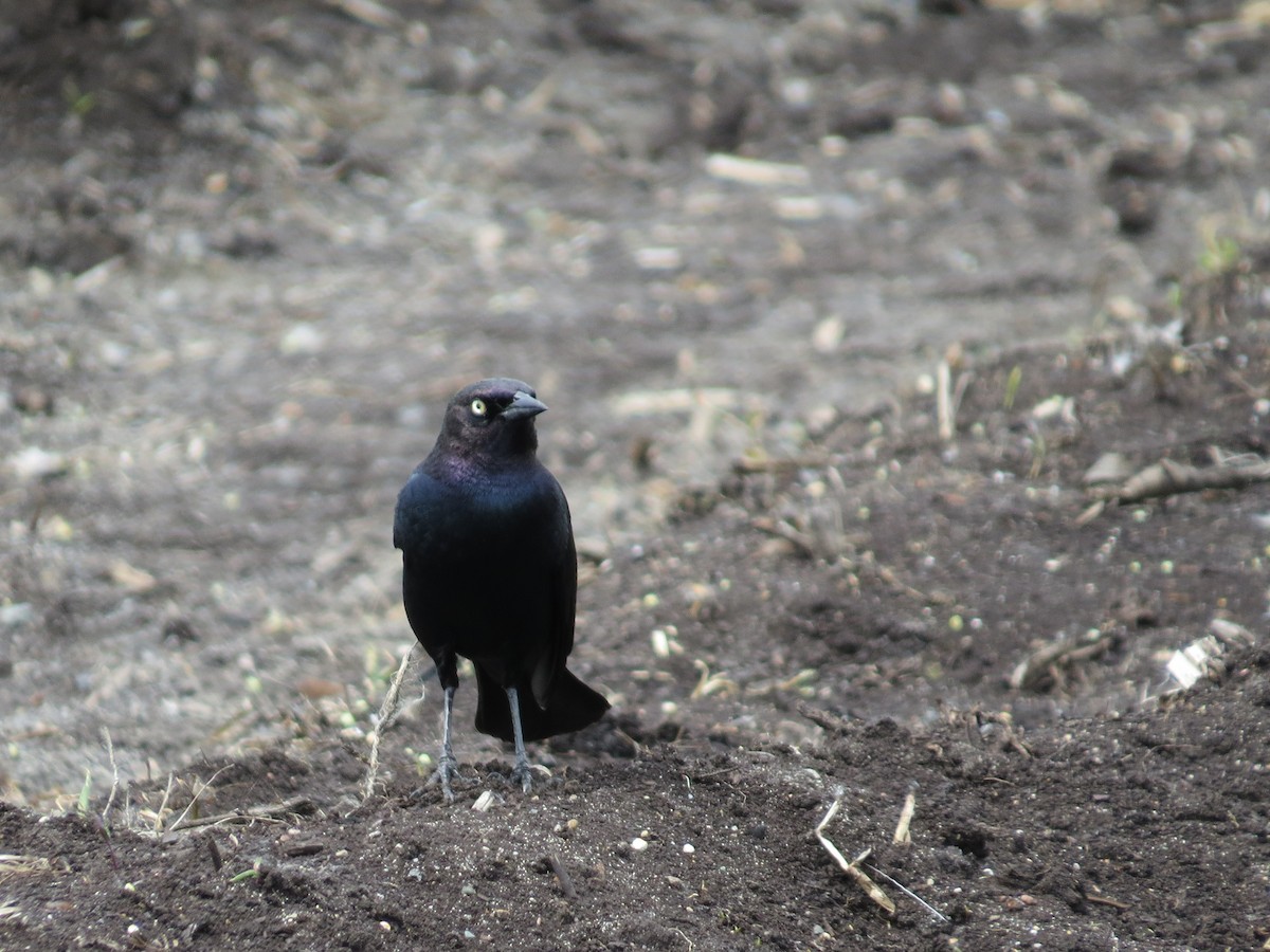 Brewer's Blackbird - ML619899250