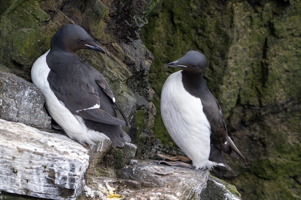 Thick-billed Murre - ML619899274