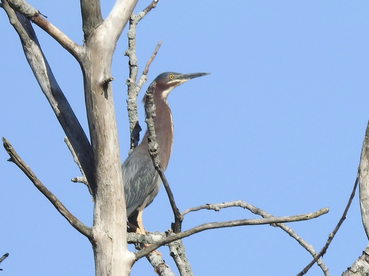 Green Heron - ML619899276