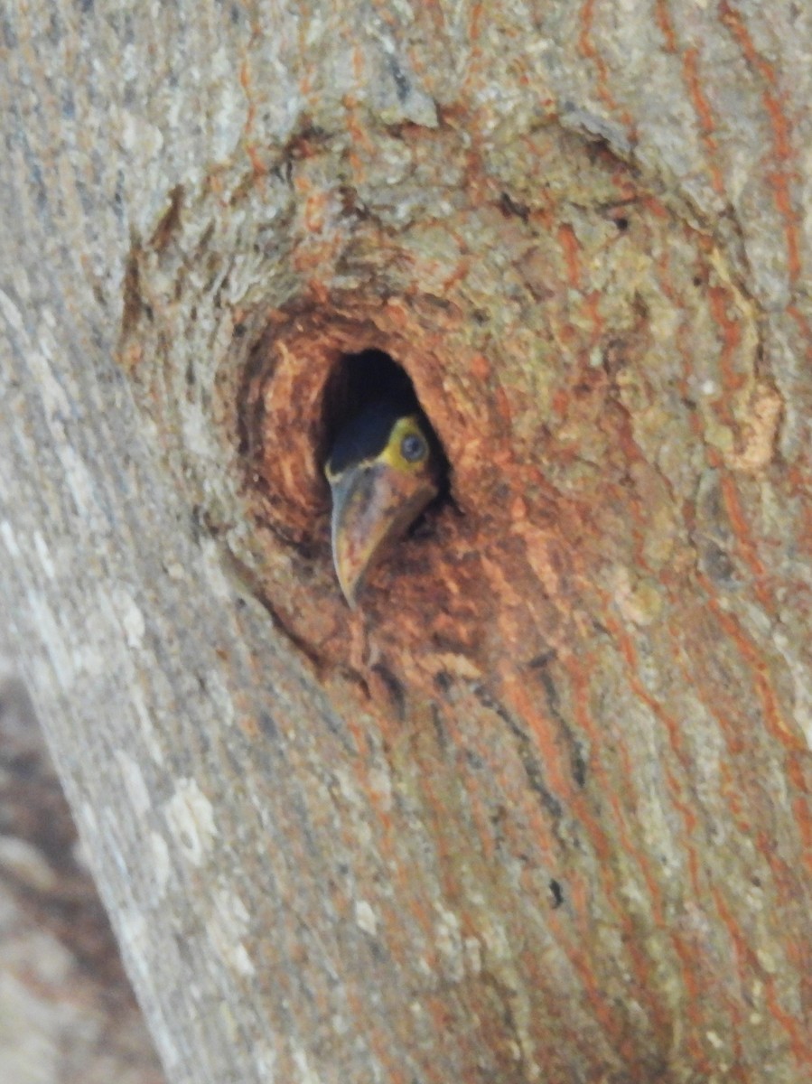 Collared Aracari - ML619899278