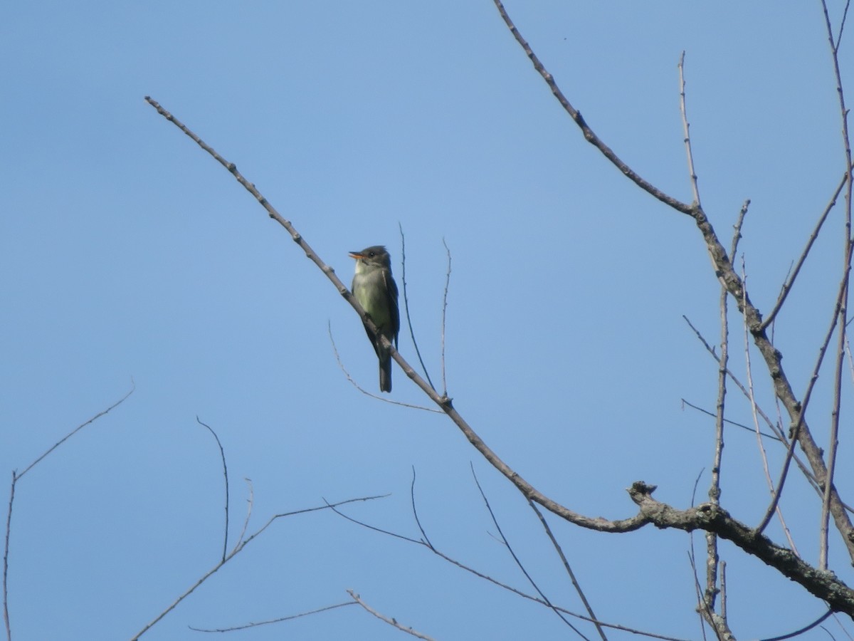 Eastern Wood-Pewee - ML619899287