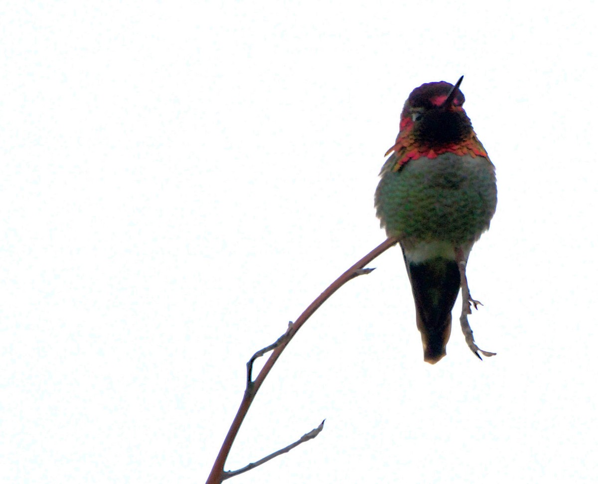 Anna's Hummingbird - ML619899288