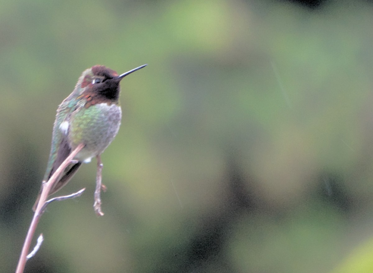 Anna's Hummingbird - ML619899312