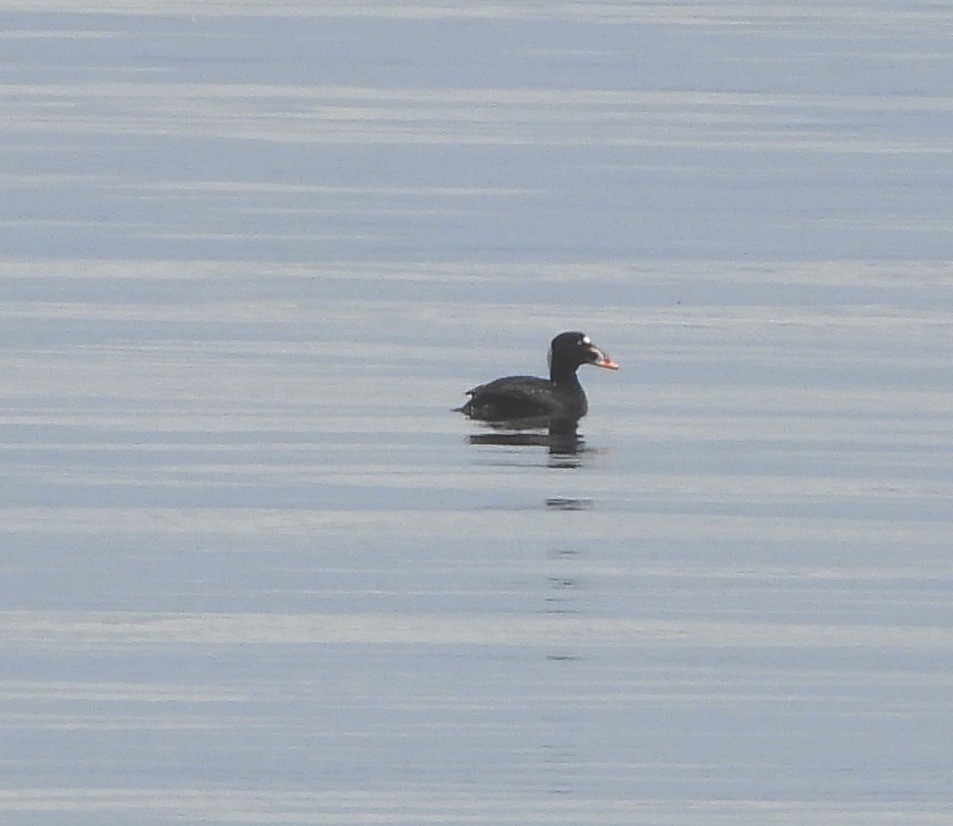 Surf Scoter - ML619899318