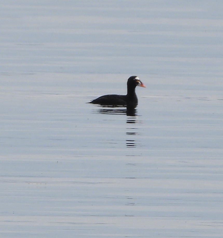 Surf Scoter - ML619899330