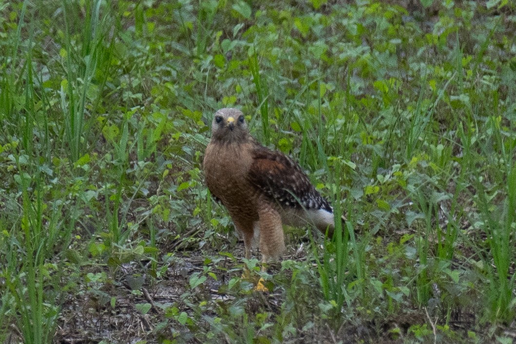 Red-shouldered Hawk - Larry Chitwood