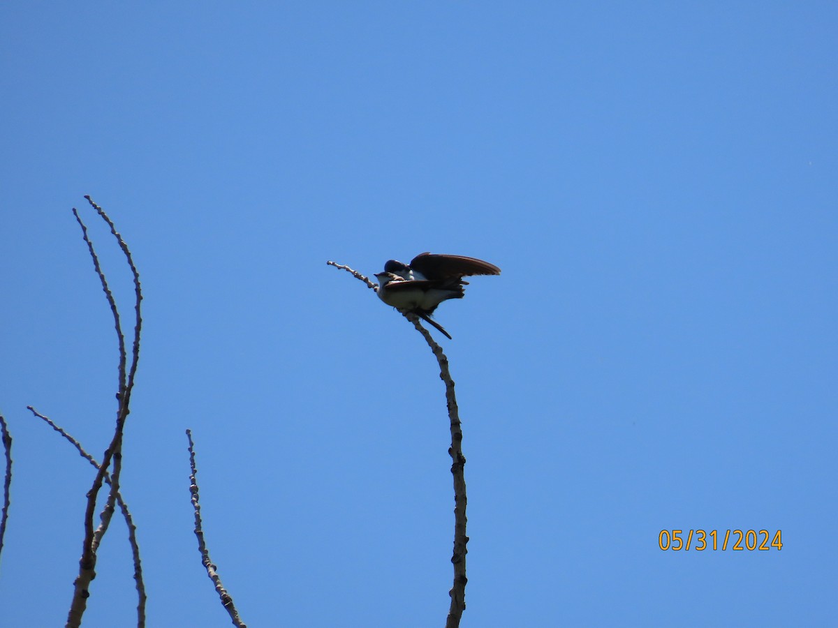 Tree Swallow - ML619899367