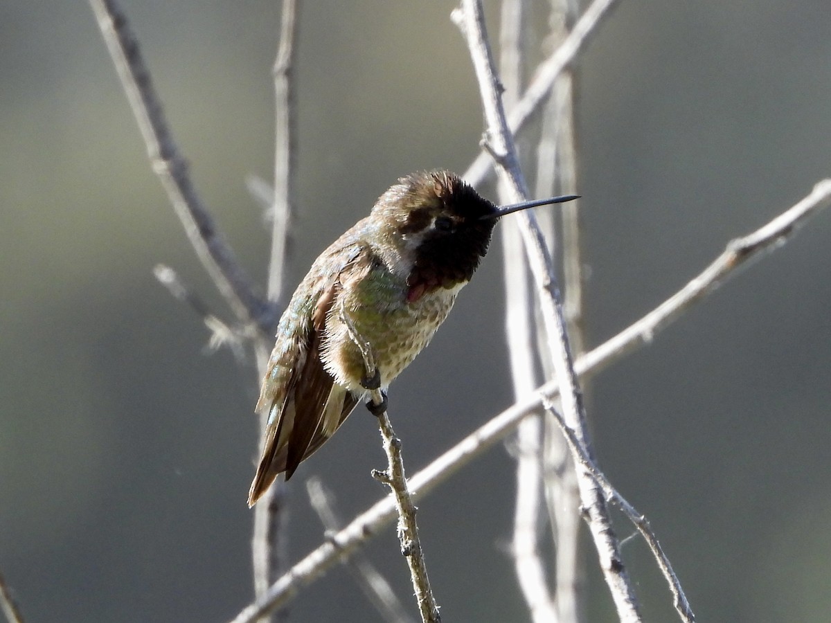 Anna's Hummingbird - ML619899378