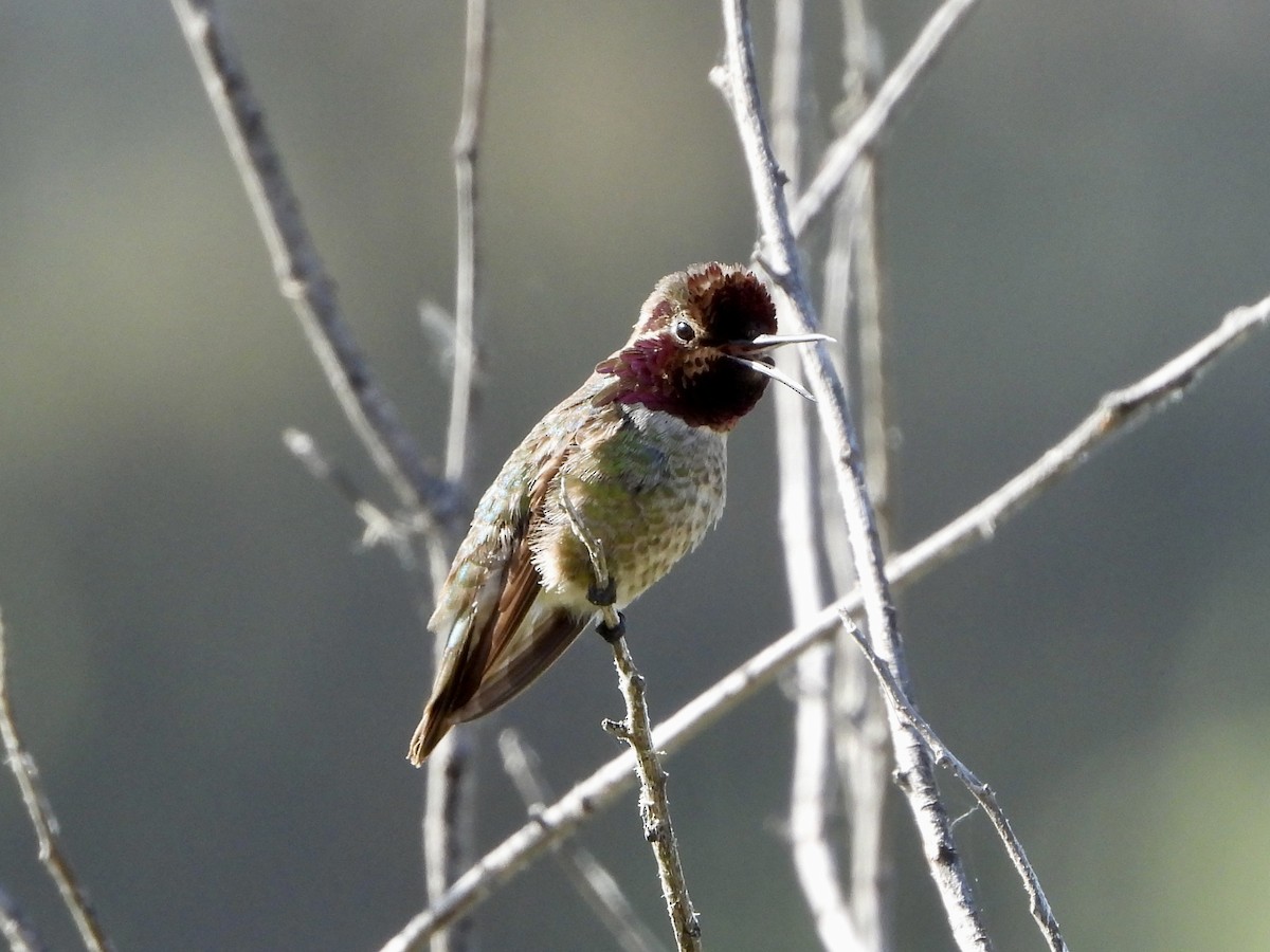 Anna's Hummingbird - ML619899380