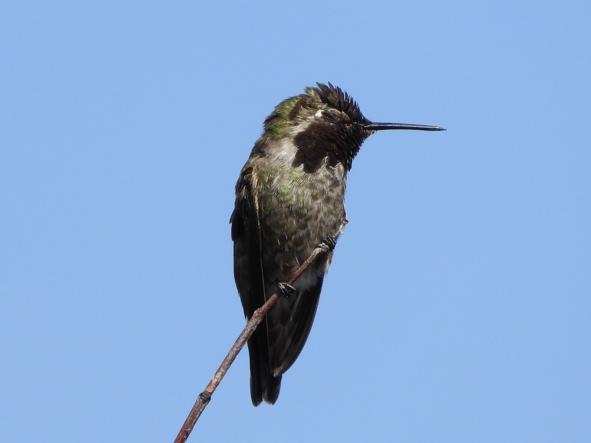 Anna's Hummingbird - ML619899381