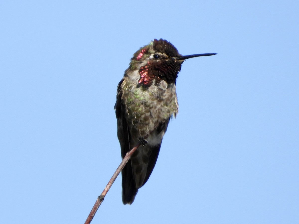 Anna's Hummingbird - ML619899382