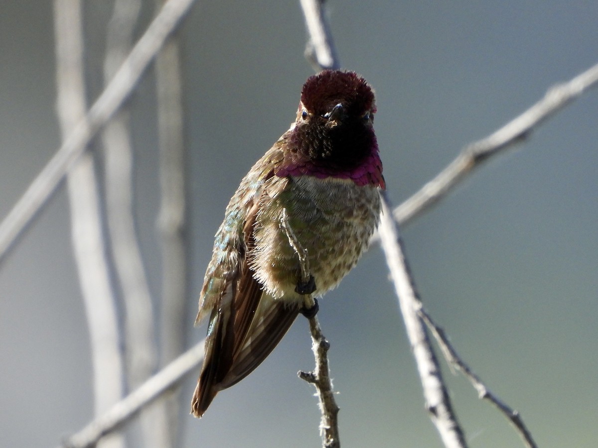 Anna's Hummingbird - ML619899383