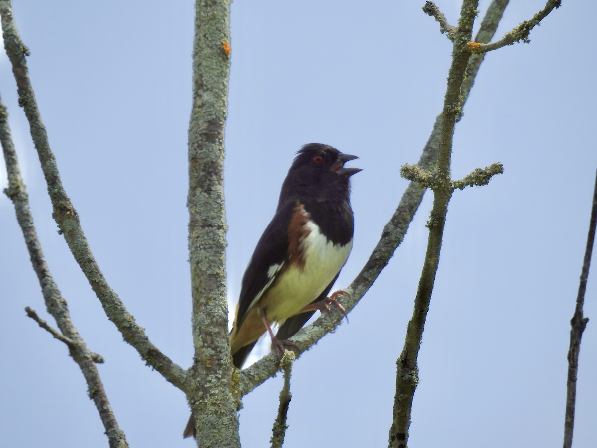 Eastern Towhee - ML619899389